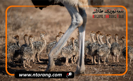 بهترین زمان خرید جوجه شترمرغ